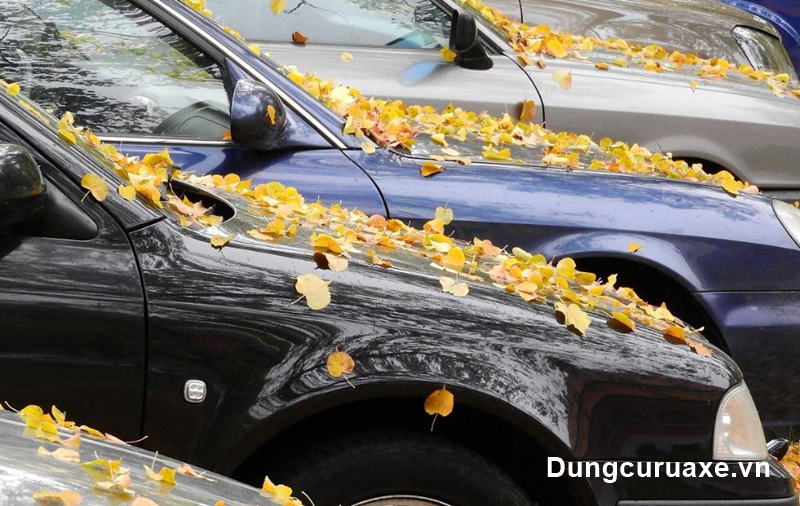 Vì sao không để lá cây rụng bám lâu ngày trên ô tô?